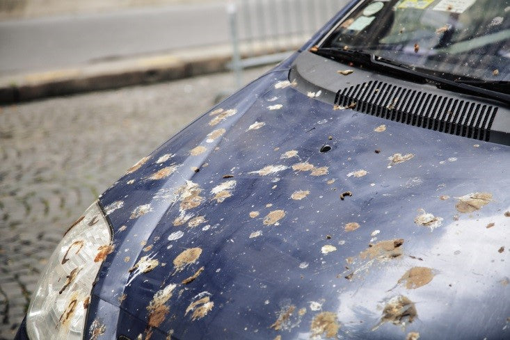 Car with bird droppings on surface